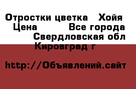 Отростки цветка  “Хойя“ › Цена ­ 300 - Все города  »    . Свердловская обл.,Кировград г.